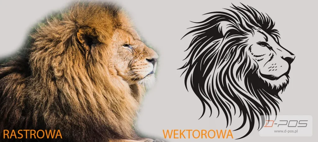 Zestawienie zdjęcia lwa z jego wektorowym rysunkiem na szarym tle